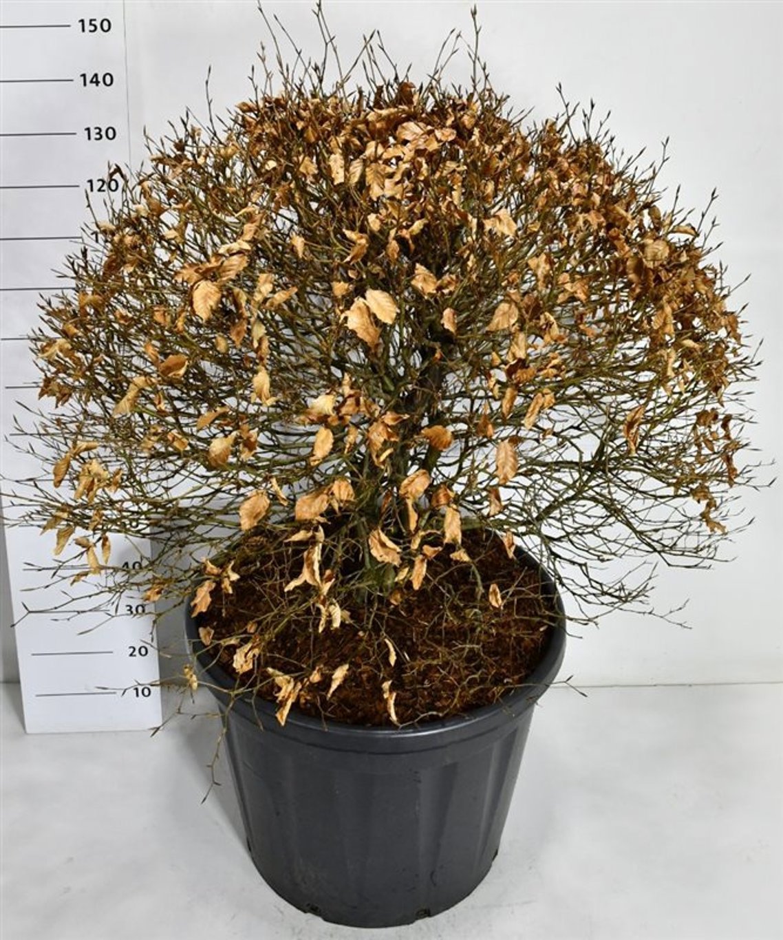 Горшечные цветы и растения оптом Fagus Syl Atropunicea от 1шт из Голландии с доставкой по России
