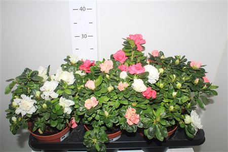 Горшечные цветы и растения оптом Rhodo Si Gem 4pp от 6шт из Голландии с доставкой по России