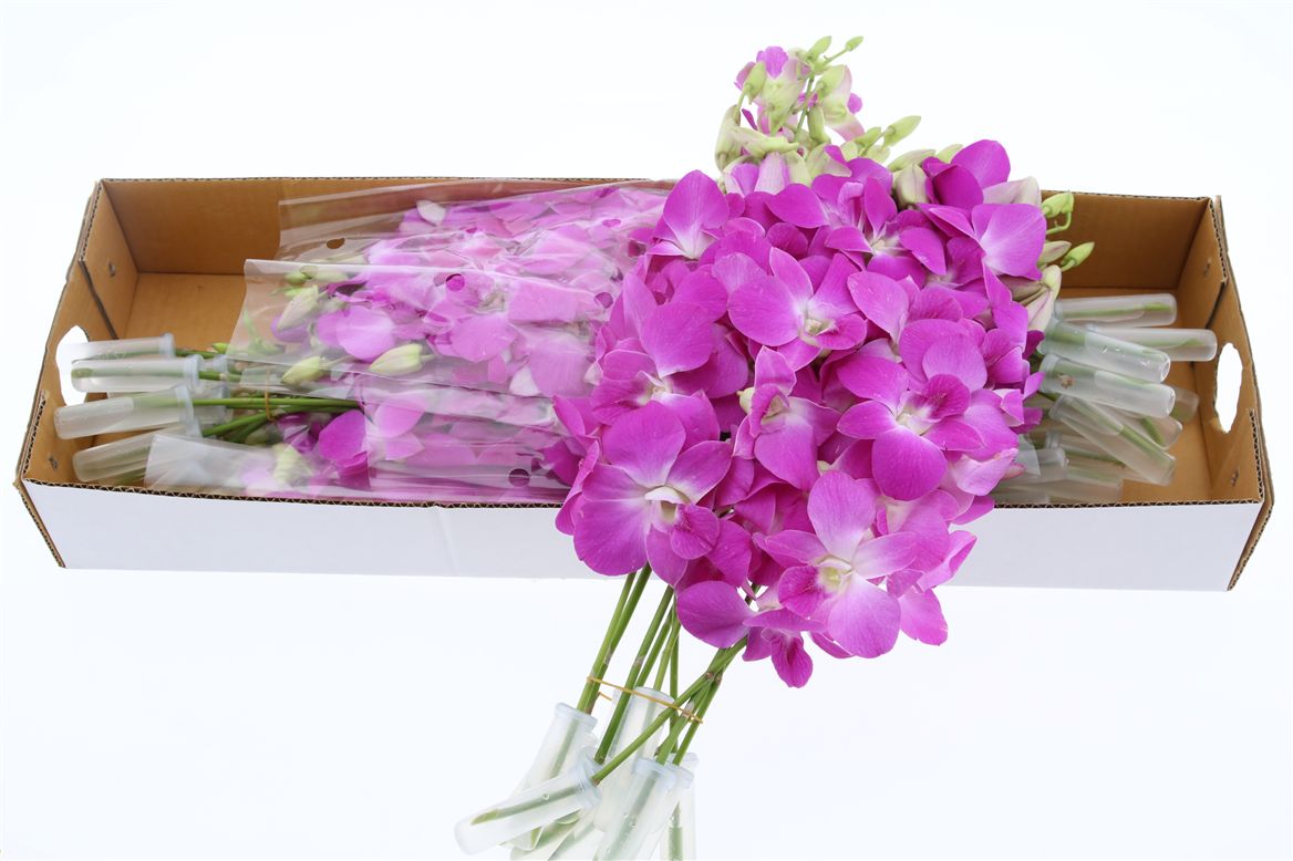 Срезанные цветы оптом Dendrobium queen pink от 40шт из Голландии с доставкой по России