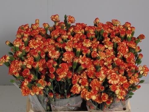 Срезанные цветы оптом Dianthus sp carimbo от 100шт из Голландии с доставкой по России