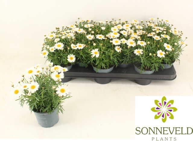 Горшечные цветы и растения оптом Arg La Rita White от 12шт из Голландии с доставкой по России