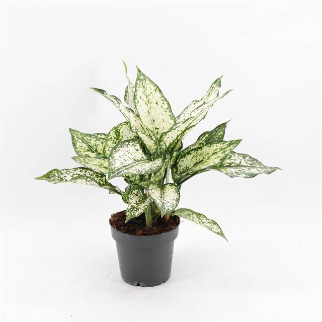 Горшечные цветы и растения оптом Aglaonema Snow White от 8шт из Голландии с доставкой по России