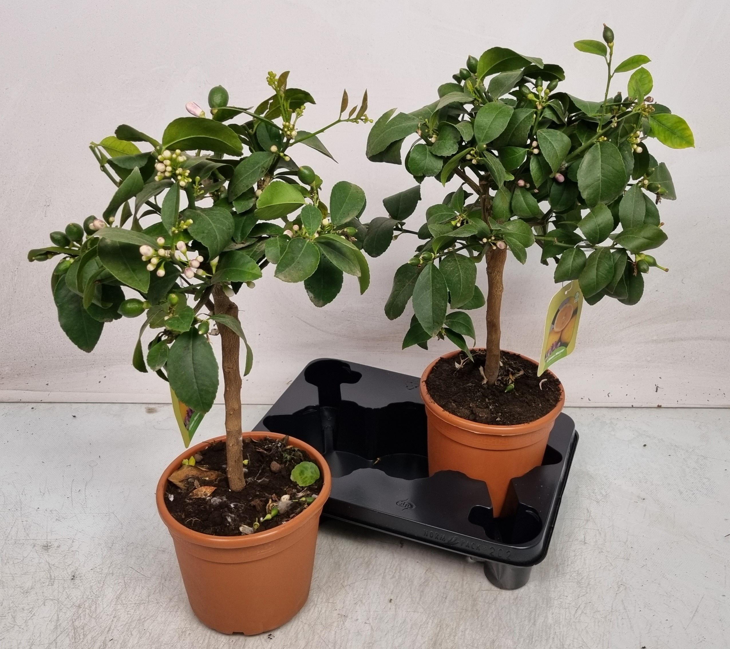 Горшечные цветы и растения оптом Citr Meyeri Meyer от 2шт (для телеги) из Голландии с доставкой по России