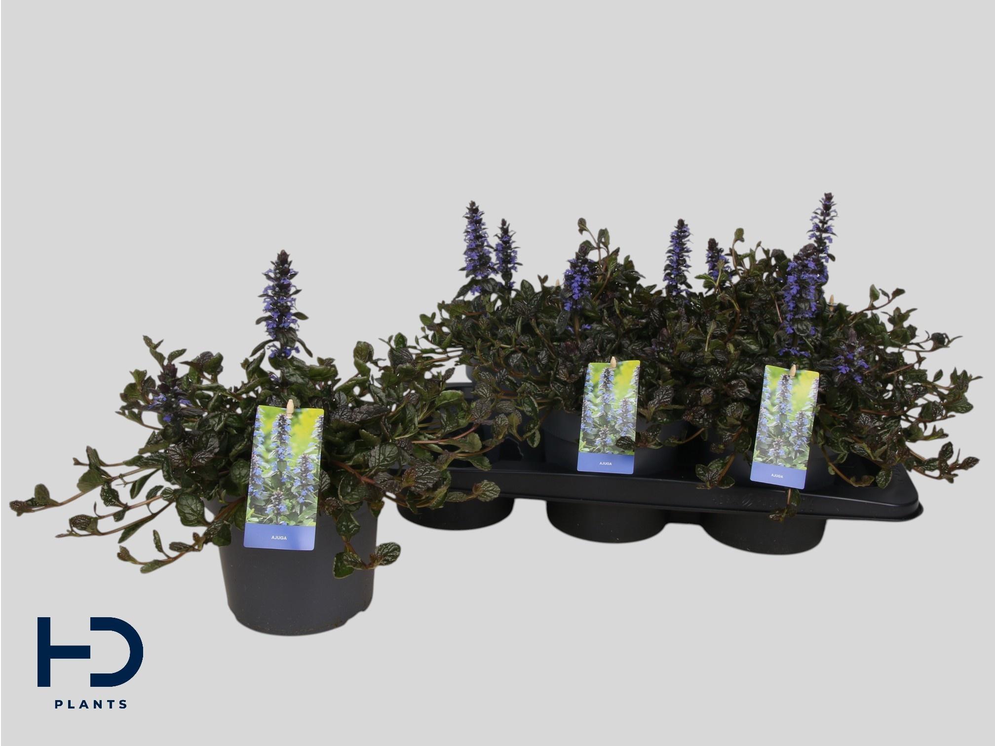 Горшечные цветы и растения оптом Ajuga Rept от 6шт из Голландии с доставкой по России
