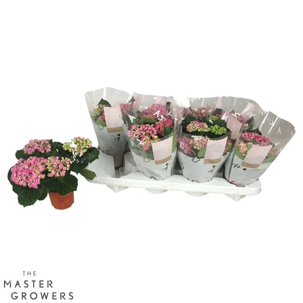 Горшечные цветы и растения оптом Hydrangea Ma Curly Wurly Pink 3+ от 8шт из Голландии с доставкой по России
