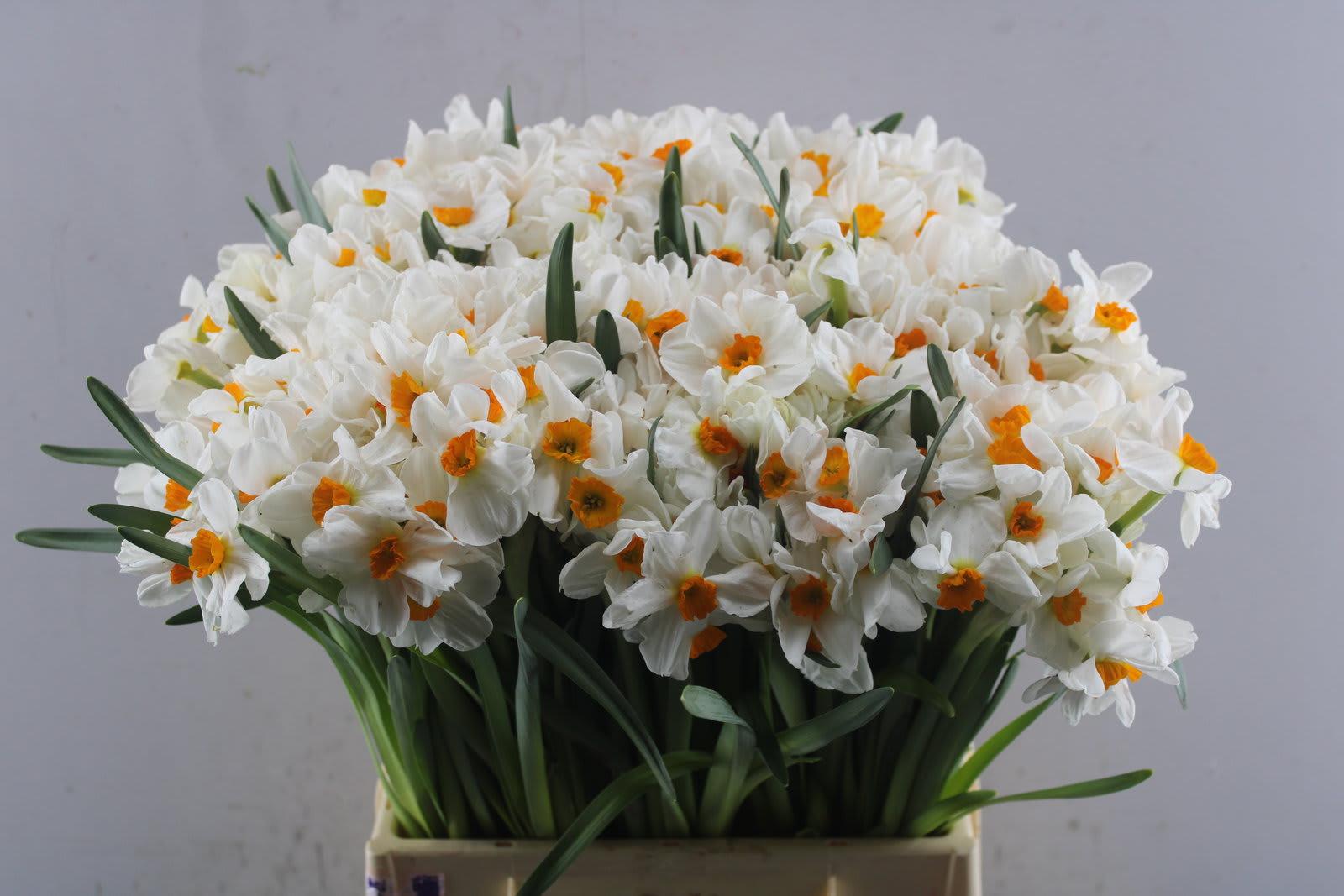 Срезанные цветы оптом Narcissus sp geranium от 150шт из Голландии с доставкой по России