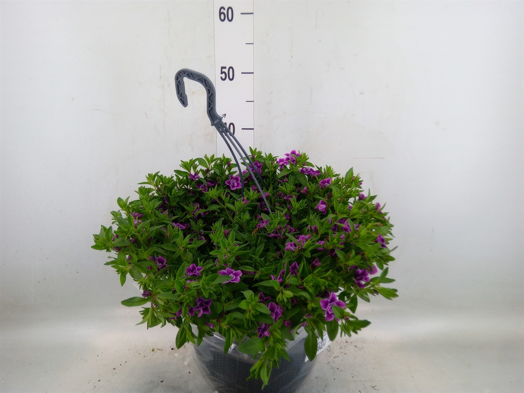 Горшечные цветы и растения оптом Hanging Baskets от 1шт из Голландии с доставкой по России