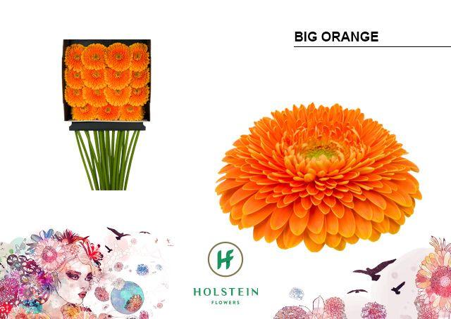 Срезанные цветы оптом Gerbera diamond gerponi big orange от 15шт из Голландии с доставкой по России