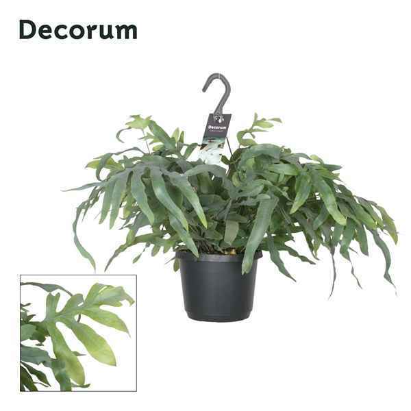 Горшечные цветы и растения оптом Phlebodium Aureum Blue Star Hangpot (decorum) от 6шт из Голландии с доставкой по России