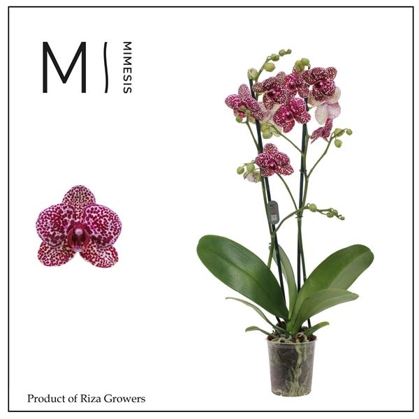 Горшечные цветы и растения оптом Phal 2st Wildcat от 10шт из Голландии с доставкой по России