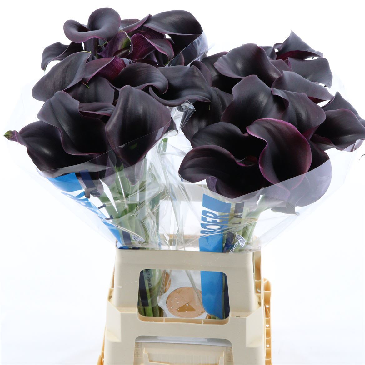 Срезанные цветы оптом Zantedeschia captain carrera от 40шт из Голландии с доставкой по России