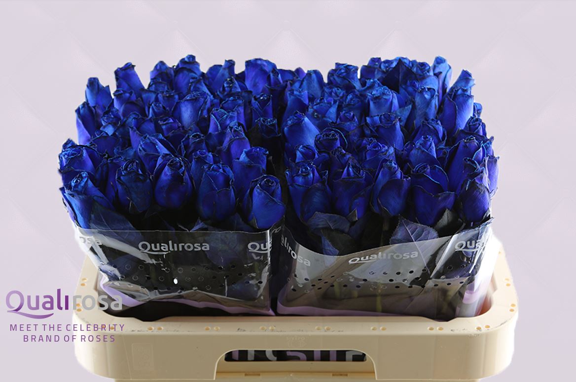 Срезанные цветы оптом Rosa large other (klok 08) от 80шт из Голландии с доставкой по России