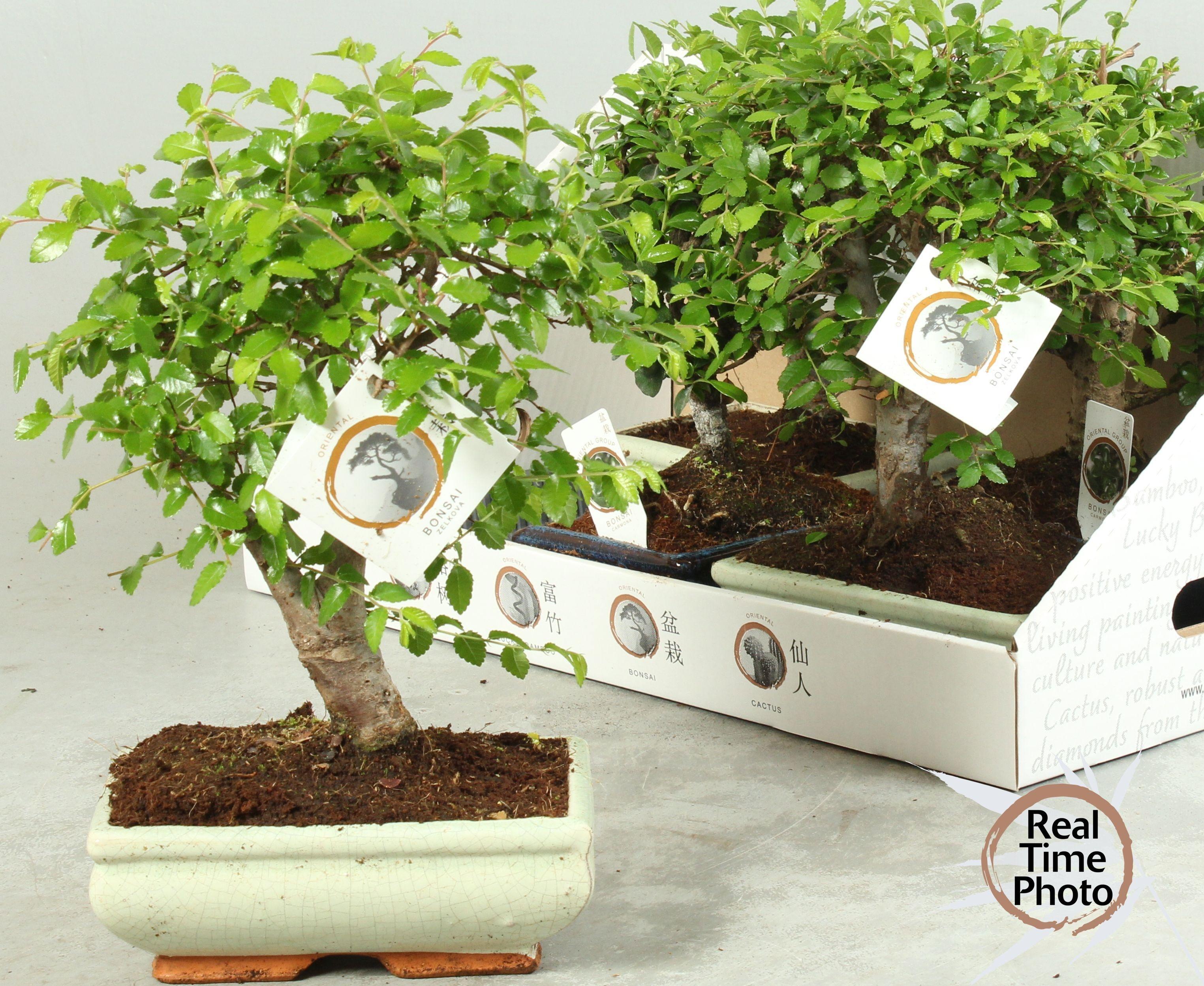 Горшечные цветы и растения оптом Bonsai Gem от 5шт из Голландии с доставкой по России