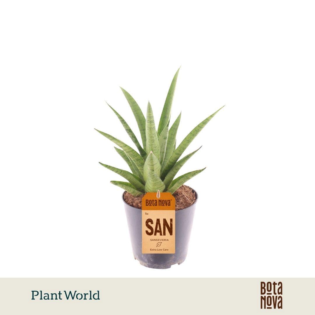 Горшечные цветы и растения оптом Sansevieria Lotus от 10шт из Голландии с доставкой по России