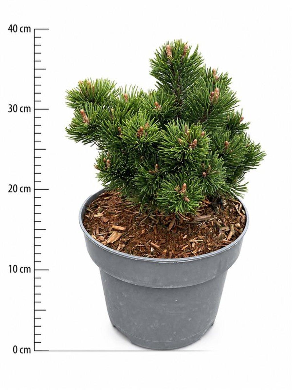 Горшечные цветы и растения оптом Pinus Mugo picobello от 1шт из Голландии с доставкой по России