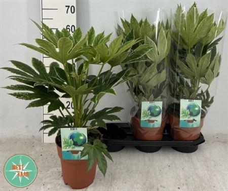 Горшечные цветы и растения оптом Fatsia Ov Bontbladig от 3шт из Голландии с доставкой по России