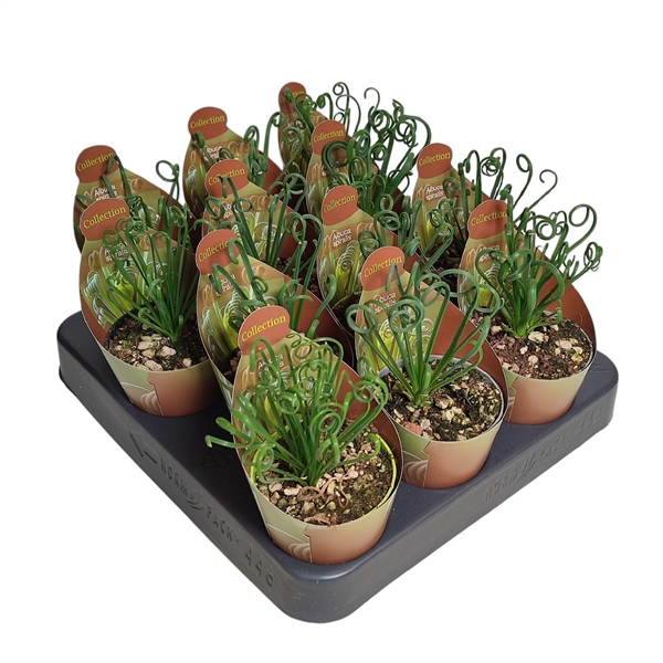 Горшечные цветы и растения оптом Albuca Spiralis Potcover от 12шт из Голландии с доставкой по России