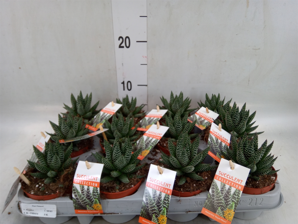 Горшечные цветы и растения оптом Haworthia   ... от 12шт (для телеги) из Голландии с доставкой по России
