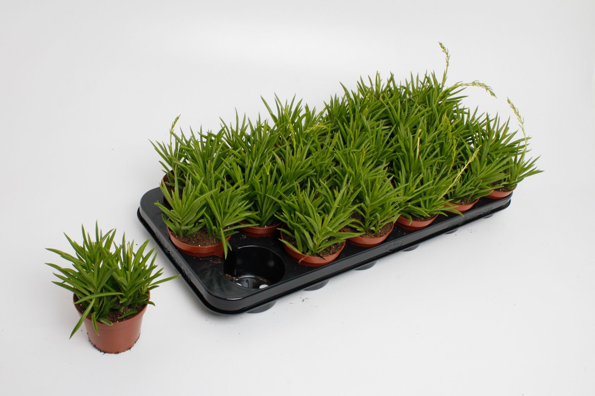 Горшечные цветы и растения оптом Perperomia Happy Bean от 12шт (для телеги) из Голландии с доставкой по России