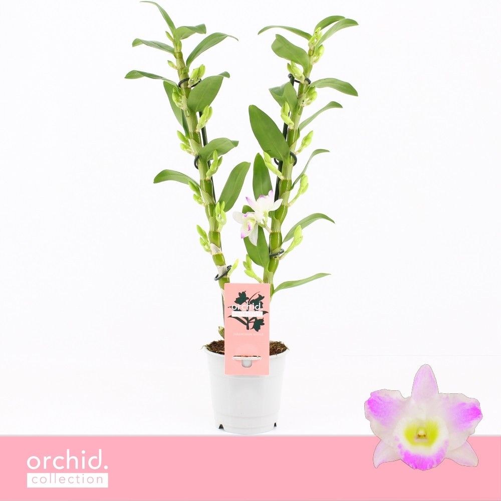 Горшечные цветы и растения оптом Dendr Nob 2st Pandora Orchid Collection от 10шт из Голландии с доставкой по России
