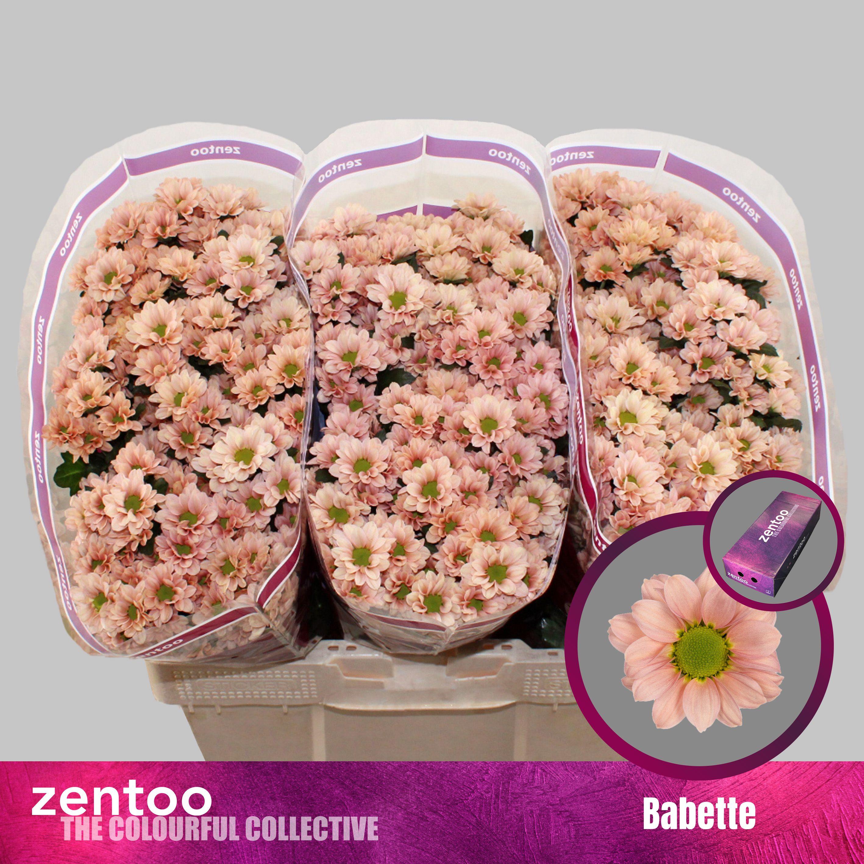 Срезанные цветы оптом Chrys sa babette от 225шт из Голландии с доставкой по России