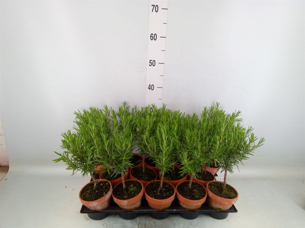 Горшечные цветы и растения оптом Rosmarinus Offi.   ... от 14шт из Голландии с доставкой по России