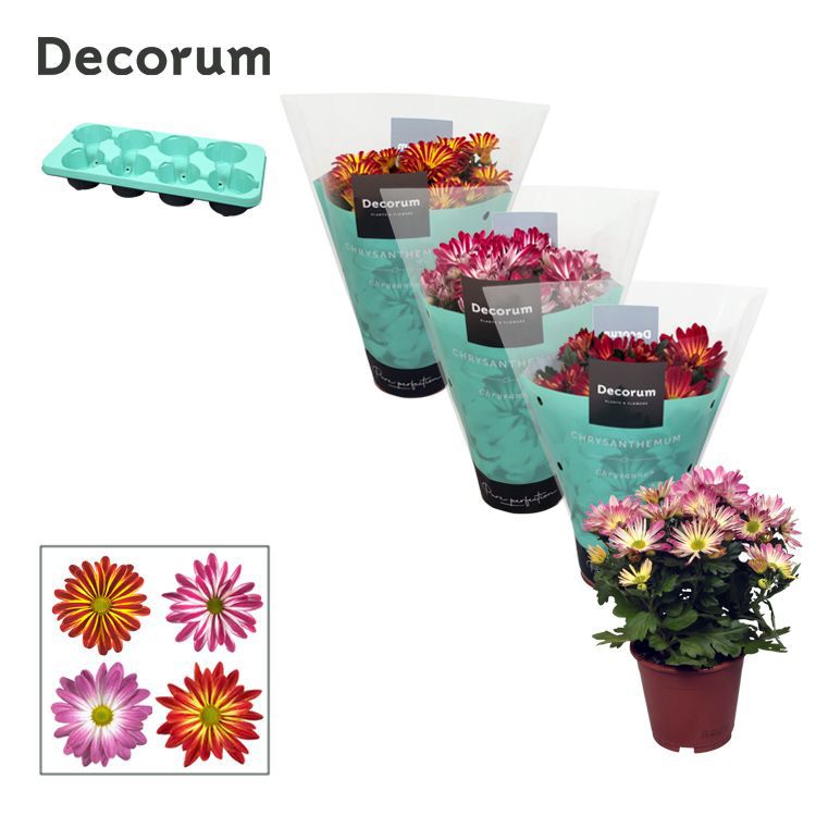 Горшечные цветы и растения оптом Chrys Margarita Bicolor Mix (decorum) от 8шт из Голландии с доставкой по России