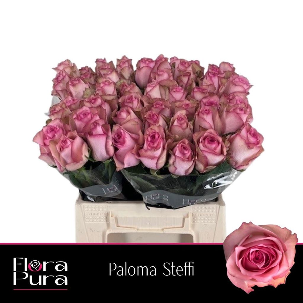 Срезанные цветы оптом Rosa large paloma steffi от 50шт из Голландии с доставкой по России