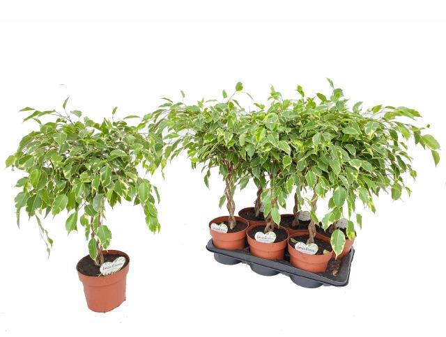 Горшечные цветы и растения оптом Ficus Be Golden King Twisted Stem от 6шт из Голландии с доставкой по России