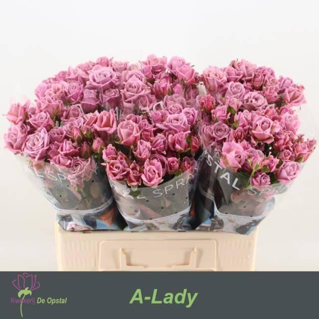 Срезанные цветы оптом Rosa spray amazing lady от 30шт. из Голландии с доставкой по России