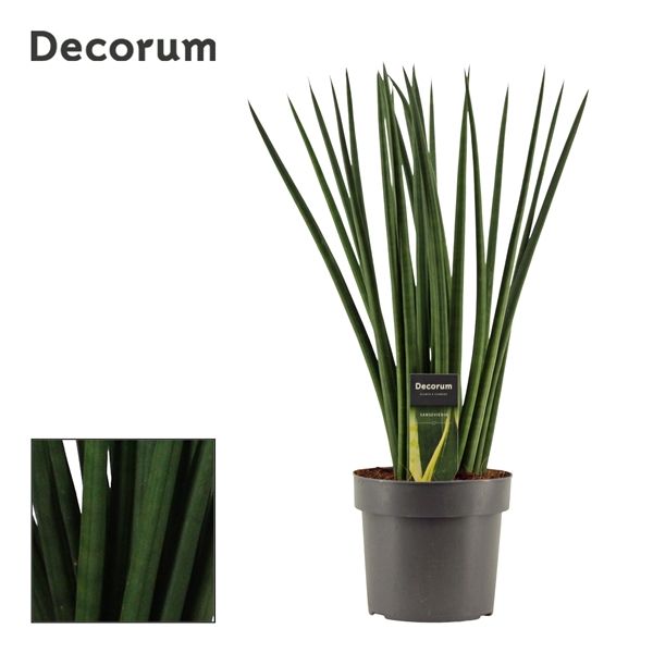 Горшечные цветы и растения оптом Sansevieria Cylindrica Spaghetti (decorum) от 4шт из Голландии с доставкой по России