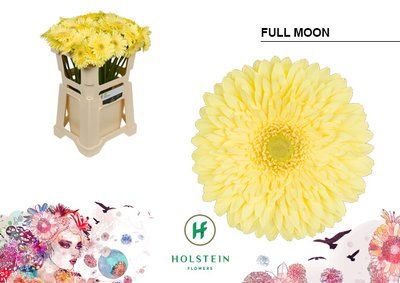 Срезанные цветы оптом Gerbera full moon от 40шт из Голландии с доставкой по России