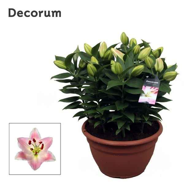 Горшечные цветы и растения оптом Lilium Or Rascal Souvenir Schaal 9pp (decorum) от 1шт из Голландии с доставкой по России