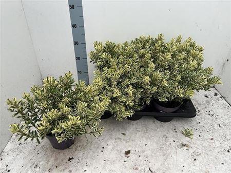 Горшечные цветы и растения оптом Hebe And Variegata от 6шт из Голландии с доставкой по России