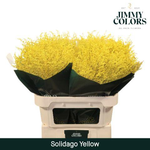 Срезанные цветы оптом Solidago paint yellow от 100шт из Голландии с доставкой по России