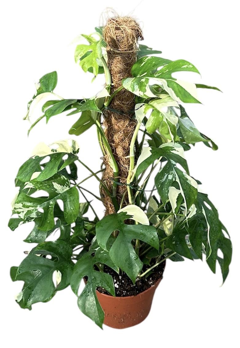 Горшечные цветы и растения оптом Rhaphidophora Tetrasperma Variegata от 1шт из Голландии с доставкой по России