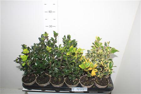 Горшечные цветы и растения оптом Ilex Ov от 18шт (для телеги) из Голландии с доставкой по России