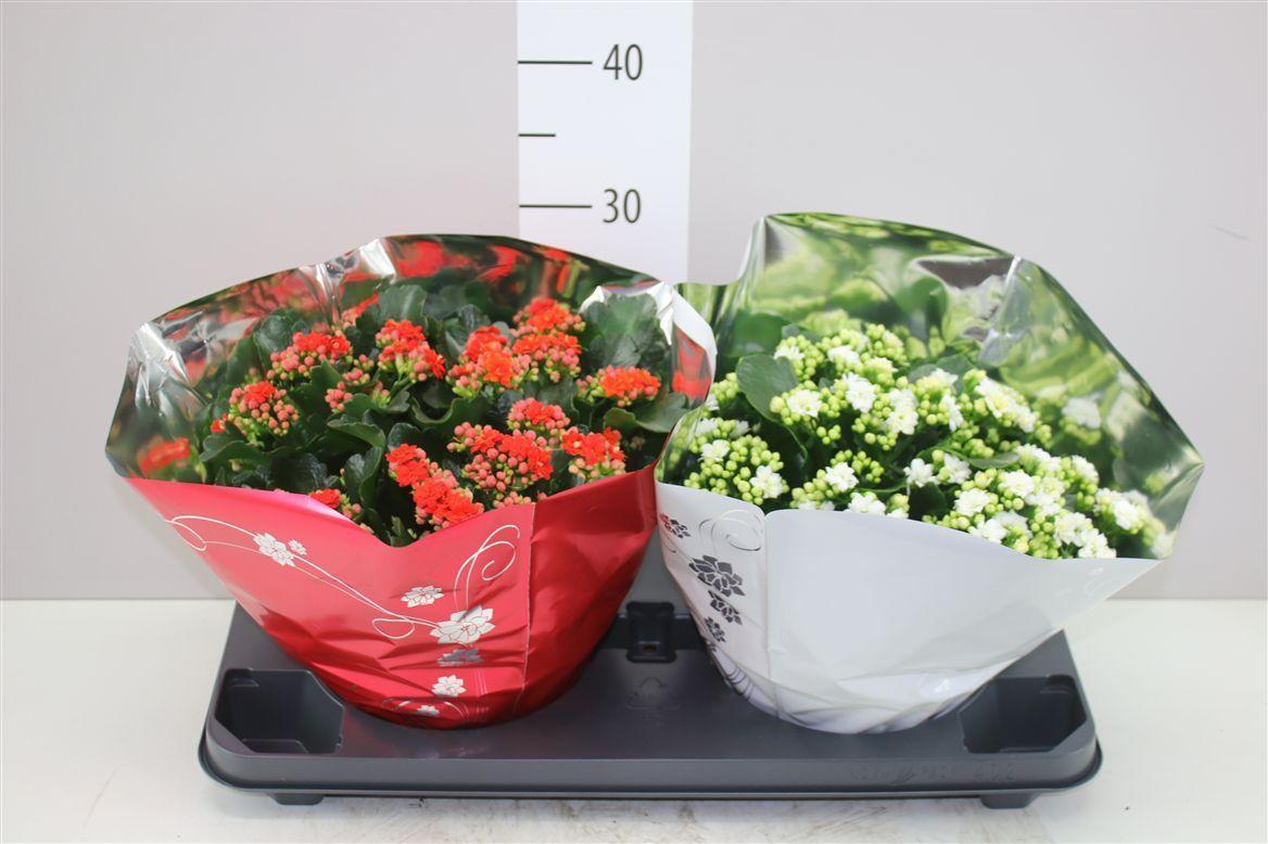 Горшечные цветы и растения оптом Kalanchoe Calandiva Rood Wit от 2шт из Голландии с доставкой по России