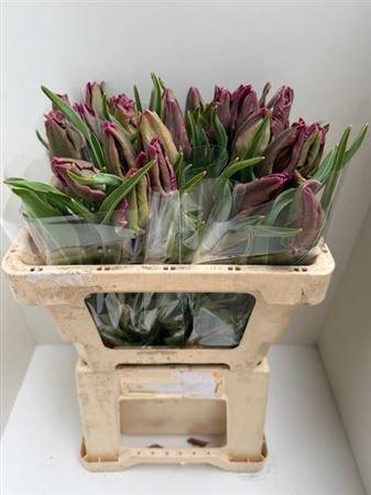 Срезанные цветы оптом Tulipa pa blue parrot от 25шт из Голландии с доставкой по России