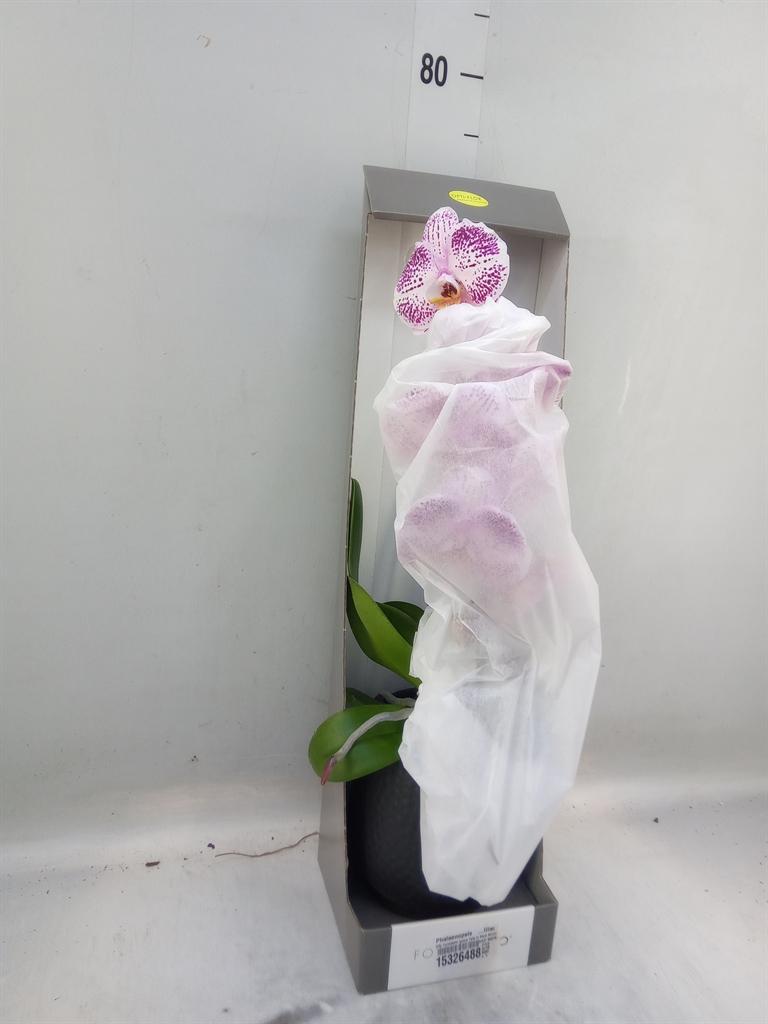 Горшечные цветы и растения оптом Phalaenopsis   ...lilac от 1шт из Голландии с доставкой по России