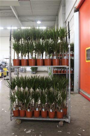 Горшечные цветы и растения оптом Dra Marginata 45-15 Cm от 1шт из Голландии с доставкой по России