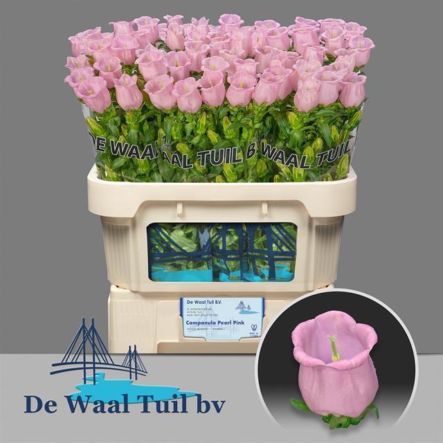 Срезанные цветы оптом Campanula campana pearl pink от 50шт из Голландии с доставкой по России
