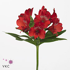 Срезанные цветы оптом Alstroemeria nadya от 60шт из Голландии с доставкой по России