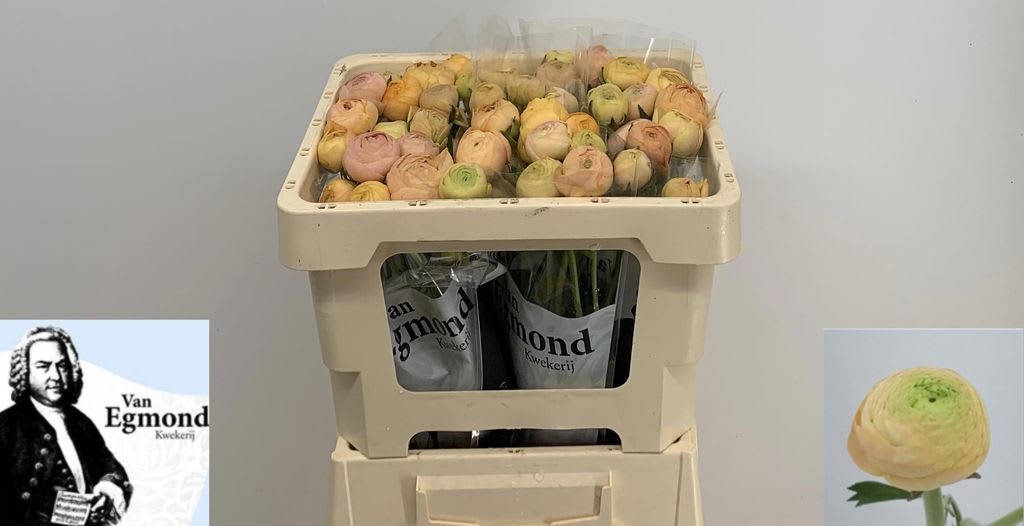 Срезанные цветы оптом Ranunculus aazur champagne от 50шт из Голландии с доставкой по России