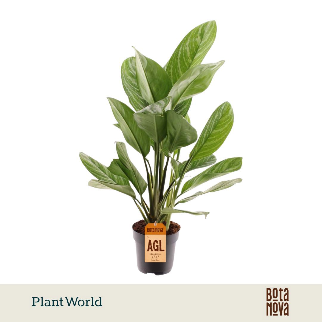 Горшечные цветы и растения оптом Aglaonema Stripes от 6шт из Голландии с доставкой по России