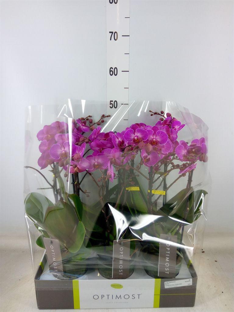 Горшечные цветы и растения оптом Phalaenopsis Multi.   ...lilac от 6шт из Голландии с доставкой по России