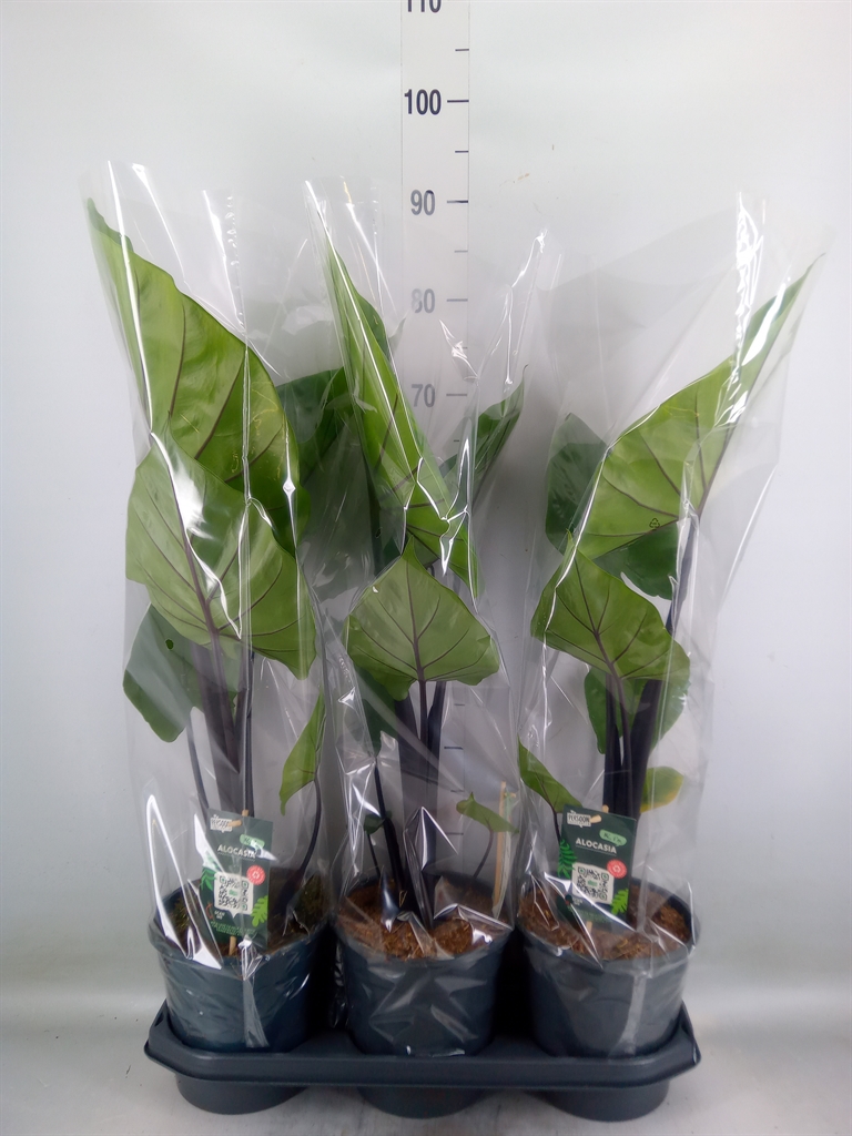Горшечные цветы и растения оптом Alocasia   ... от 3шт (для телеги) из Голландии с доставкой по России
