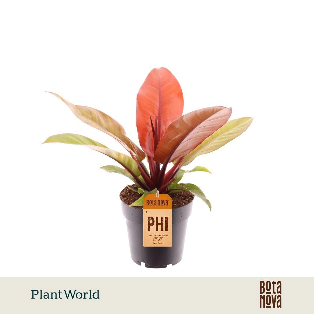 Горшечные цветы и растения оптом Philodendron Prince Of Orange от 7шт из Голландии с доставкой по России