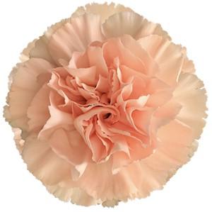 Срезанные цветы оптом Dianthus st novia от 80шт из Голландии с доставкой по России