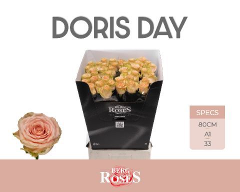 Срезанные цветы оптом Rosa la doris day от 50шт из Голландии с доставкой по России